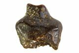 Fossil Pachycephalosaur Tooth - Montana #108174-1